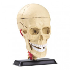 Набір для досліджень Edu-Toys Модель черепа з нервами збірна, 9 см (SK010)