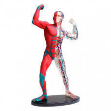 Модель мышц и скелета человека Edu-Toys сборная, 19 см (SK056)
