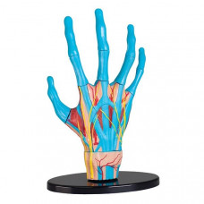 Модель руки Edu-Toys сборная, 16,5 см (SK058)