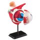 Набір для досліджень Edu-Toys Модель очного яблука збірна, 14 см (SK007)