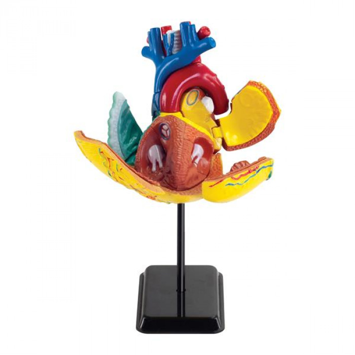 Набір для досліджень Edu-Toys Модель серця людини збірна, 14 см (SK009)