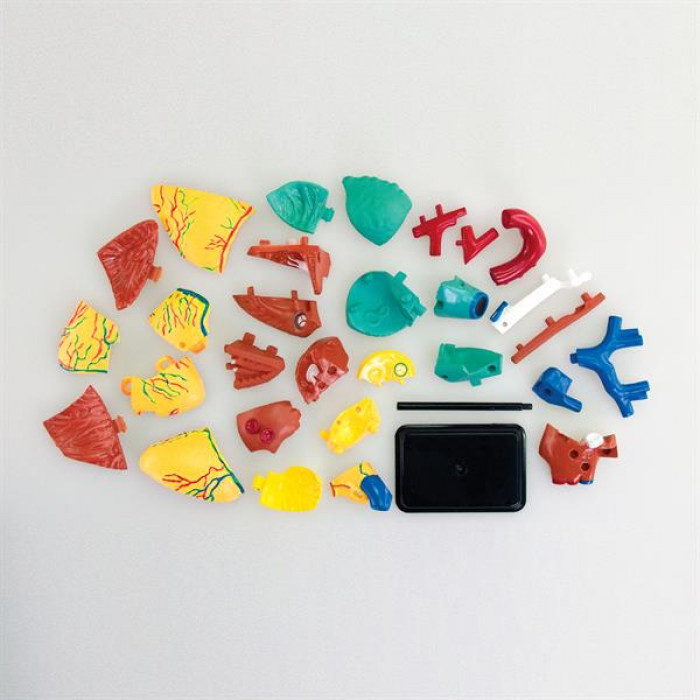Набір для досліджень Edu-Toys Модель серця людини збірна, 14 см (SK009)