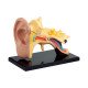 Набір для досліджень Edu-Toys Модель анатомія вуха збірна, 7,7 см (SK012)